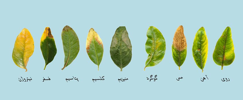 کمبود مواد غذایی در گیاهان